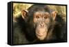 Chimpanzee, Close-Up of Face-null-Framed Stretched Canvas