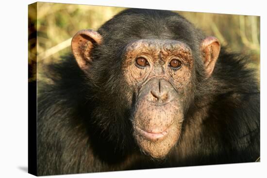 Chimpanzee, Close-Up of Face-null-Stretched Canvas