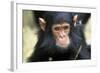 Chimpanzee, Close-Up of Face-null-Framed Photographic Print