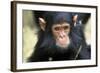 Chimpanzee, Close-Up of Face-null-Framed Photographic Print