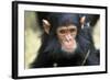 Chimpanzee, Close-Up of Face-null-Framed Photographic Print