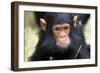 Chimpanzee, Close-Up of Face-null-Framed Photographic Print