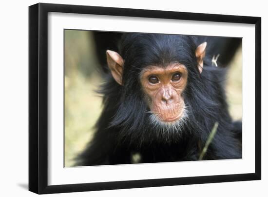 Chimpanzee, Close-Up of Face-null-Framed Photographic Print