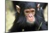 Chimpanzee, Close-Up of Face-null-Mounted Photographic Print