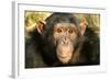 Chimpanzee, Close-Up of Face-null-Framed Photographic Print