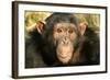 Chimpanzee, Close-Up of Face-null-Framed Photographic Print