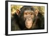 Chimpanzee, Close-Up of Face-null-Framed Photographic Print