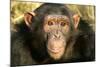 Chimpanzee, Close-Up of Face-null-Mounted Photographic Print