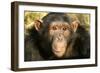 Chimpanzee, Close-Up of Face-null-Framed Photographic Print