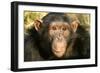 Chimpanzee, Close-Up of Face-null-Framed Photographic Print