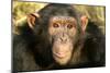 Chimpanzee, Close-Up of Face-null-Mounted Photographic Print