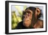 Chimpanzee, Close-Up of Face-null-Framed Photographic Print