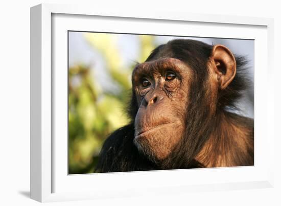 Chimpanzee, Close-Up of Face-null-Framed Photographic Print