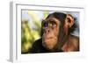 Chimpanzee, Close-Up of Face-null-Framed Photographic Print