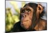 Chimpanzee, Close-Up of Face-null-Mounted Photographic Print