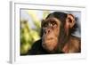 Chimpanzee, Close-Up of Face-null-Framed Photographic Print