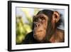 Chimpanzee, Close-Up of Face-null-Framed Photographic Print