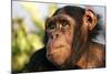 Chimpanzee, Close-Up of Face-null-Mounted Photographic Print