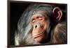 Chimpanzee Cuddle-Lantern Press-Framed Art Print