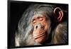 Chimpanzee Cuddle-Lantern Press-Framed Art Print