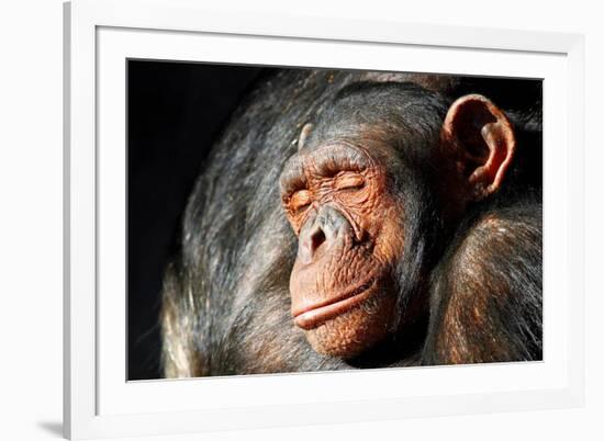 Chimpanzee Cuddle-Lantern Press-Framed Premium Giclee Print