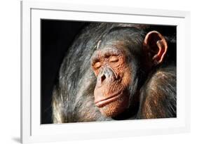 Chimpanzee Cuddle-Lantern Press-Framed Premium Giclee Print