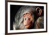 Chimpanzee Cuddle-Lantern Press-Framed Premium Giclee Print