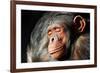 Chimpanzee Cuddle-Lantern Press-Framed Premium Giclee Print