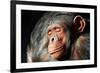 Chimpanzee Cuddle-Lantern Press-Framed Premium Giclee Print