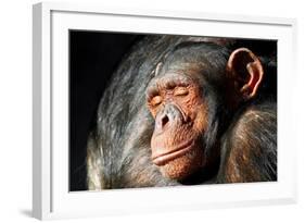 Chimpanzee Cuddle-Lantern Press-Framed Art Print