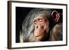 Chimpanzee Cuddle-Lantern Press-Framed Art Print