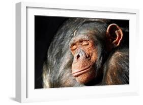 Chimpanzee Cuddle-Lantern Press-Framed Art Print