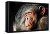 Chimpanzee Cuddle-Lantern Press-Framed Stretched Canvas