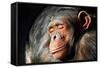 Chimpanzee Cuddle-Lantern Press-Framed Stretched Canvas