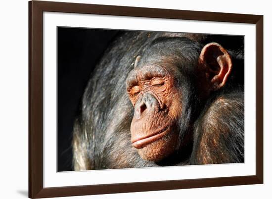 Chimpanzee Cuddle-Lantern Press-Framed Art Print