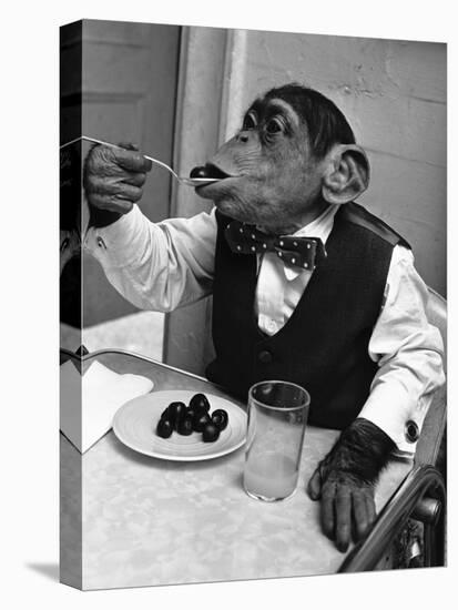 Chimpanzee Dining at a Table-null-Stretched Canvas