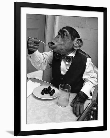 Chimpanzee Dining at a Table-null-Framed Premium Photographic Print