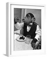 Chimpanzee Dining at a Table-null-Framed Photographic Print