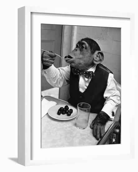 Chimpanzee Dining at a Table-null-Framed Photographic Print