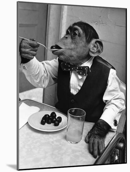 Chimpanzee Dining at a Table-null-Mounted Photographic Print