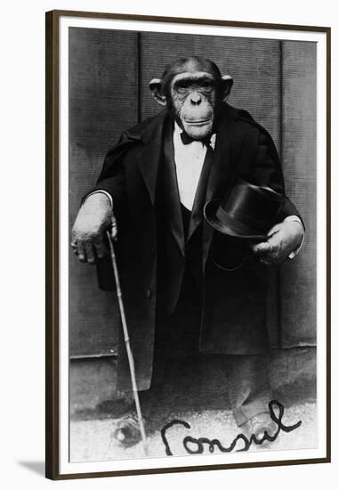 Chimpanzee Dressed in Evening Wear-null-Framed Premium Photographic Print