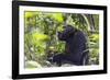 Chimpanzee eating wild jackfruit, Kibale National Park, Uganda-Keren Su-Framed Photographic Print