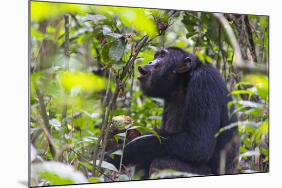 Chimpanzee eating wild jackfruit, Kibale National Park, Uganda-Keren Su-Mounted Photographic Print