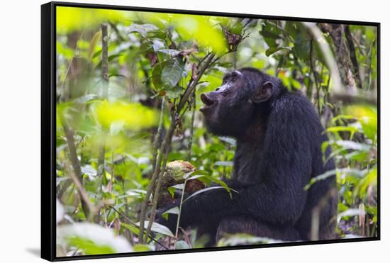 Chimpanzee eating wild jackfruit, Kibale National Park, Uganda-Keren Su-Framed Stretched Canvas