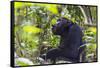 Chimpanzee eating wild jackfruit, Kibale National Park, Uganda-Keren Su-Framed Stretched Canvas