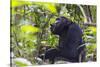 Chimpanzee eating wild jackfruit, Kibale National Park, Uganda-Keren Su-Stretched Canvas