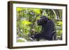 Chimpanzee eating wild jackfruit, Kibale National Park, Uganda-Keren Su-Framed Photographic Print