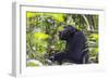 Chimpanzee eating wild jackfruit, Kibale National Park, Uganda-Keren Su-Framed Photographic Print