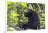 Chimpanzee eating wild jackfruit, Kibale National Park, Uganda-Keren Su-Framed Photographic Print