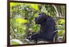 Chimpanzee eating wild jackfruit, Kibale National Park, Uganda-Keren Su-Framed Photographic Print